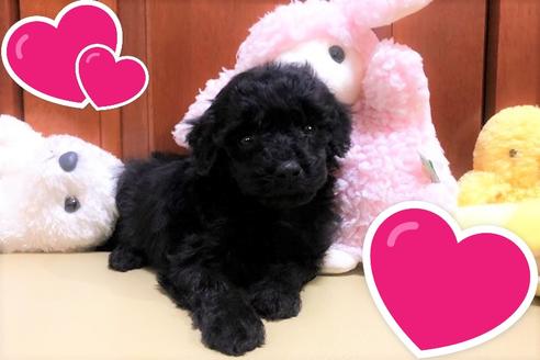 成約済の茨城県のミニチュアプードル-109712の2枚目
