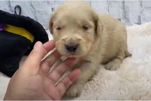 成約済の栃木県のゴールデンレトリーバー-109740の1枚目