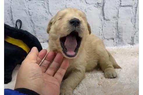 成約済の栃木県のゴールデンレトリーバー-109740の2枚目