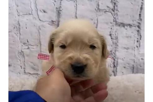 成約済の栃木県のゴールデンレトリーバー-109741の1枚目