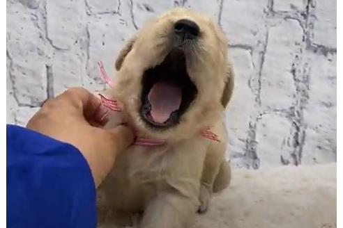 成約済の栃木県のゴールデンレトリーバー-109741の2枚目