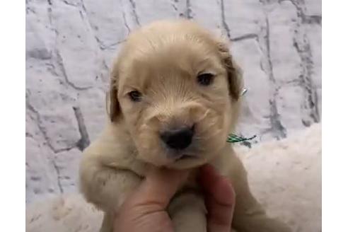 成約済の栃木県のゴールデンレトリーバー-109742の1枚目