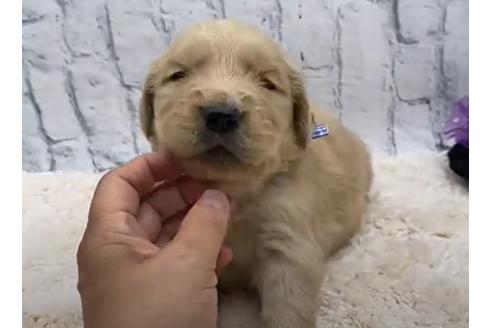 成約済の栃木県のゴールデンレトリーバー-109743の1枚目
