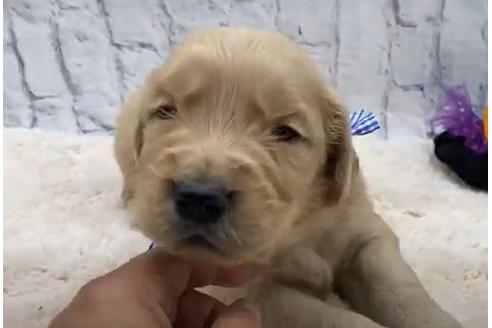 成約済の栃木県のゴールデンレトリーバー-109743の2枚目