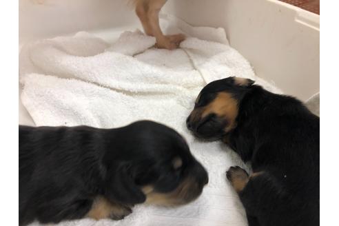 成約済の愛知県のミニチュアダックスフンド(ロングヘアード)-109751の5枚目