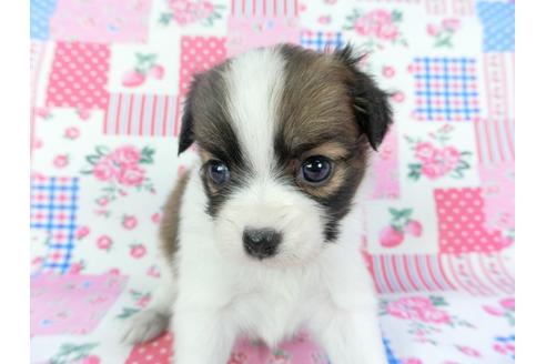 成約済の千葉県のパピヨン-109758の2枚目