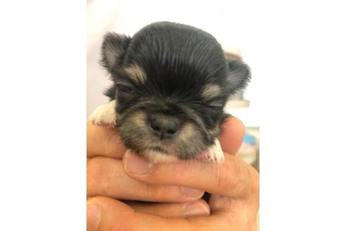 成約済の愛知県のチワワ(ロングコート)-107599の7枚目