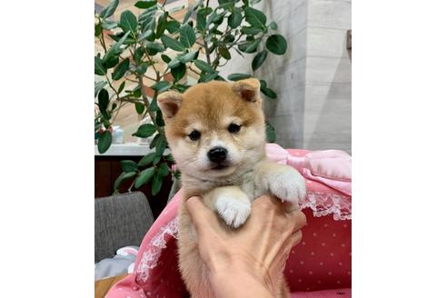 成約済の大阪府の柴犬-109793の1枚目