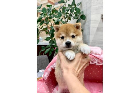 成約済の大阪府の柴犬-109793の5枚目