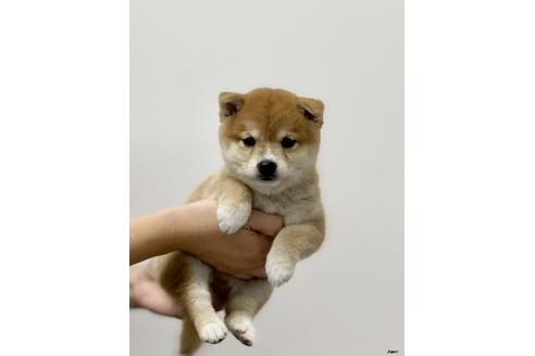 成約済の大阪府の柴犬-109793の4枚目