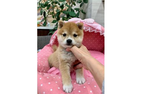 成約済の大阪府の柴犬-109793の3枚目