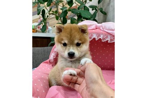 成約済の大阪府の柴犬-109793の2枚目