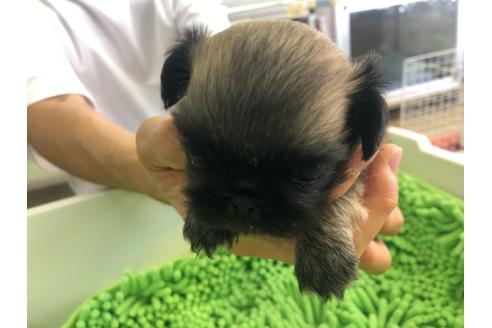 成約済の愛知県のペキニーズ-108211の3枚目