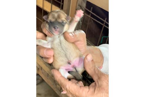 成約済の広島県の柴犬-109808