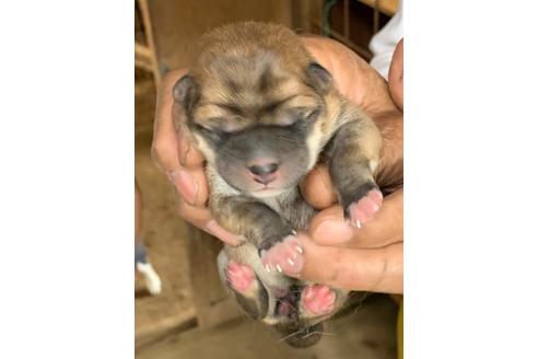 成約済の広島県の柴犬-109809