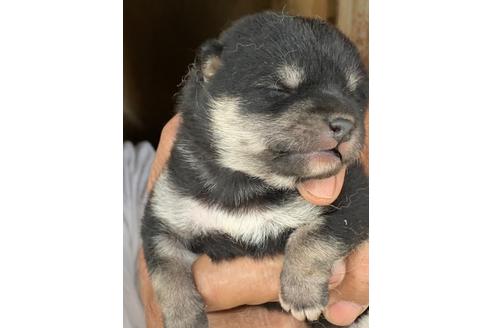 成約済の広島県の柴犬-109822