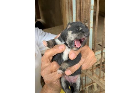 成約済の広島県の柴犬-109823の1枚目