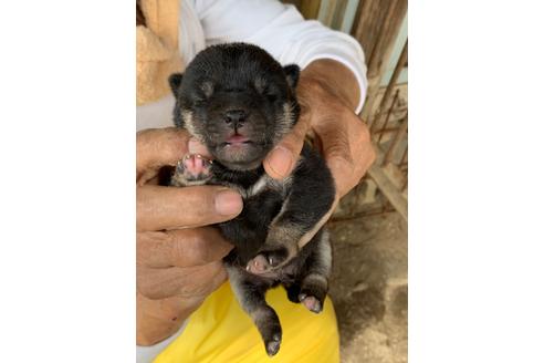 成約済の広島県の柴犬-109824の1枚目