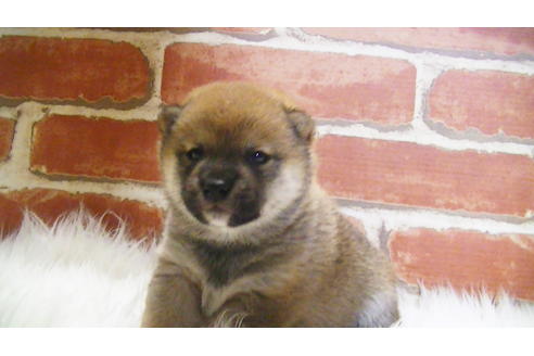 成約済の福岡県の豆柴-107894の8枚目