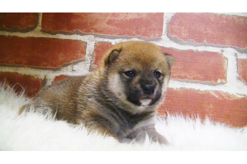 成約済の福岡県の豆柴-107894の7枚目