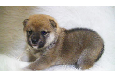 成約済の福岡県の豆柴-107894の6枚目