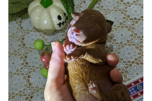 成約済の広島県のタイニープードル-109839の12枚目