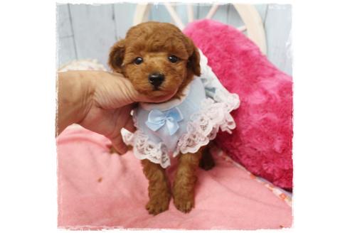 成約済の岡山県のタイニープードル-109874の1枚目