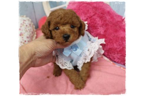 成約済の岡山県のタイニープードル-109874の4枚目