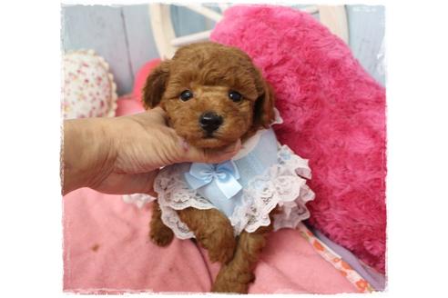 成約済の岡山県のタイニープードル-109874の3枚目