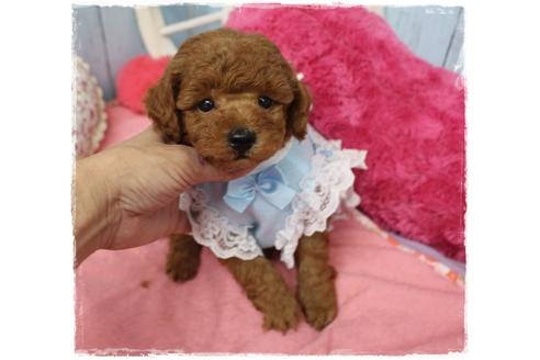 成約済の岡山県のタイニープードル-109874の2枚目