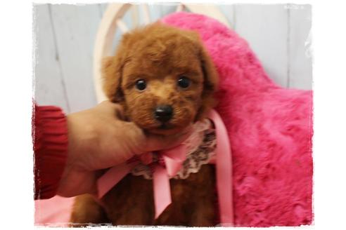 成約済の岡山県のタイニープードル-108299の2枚目