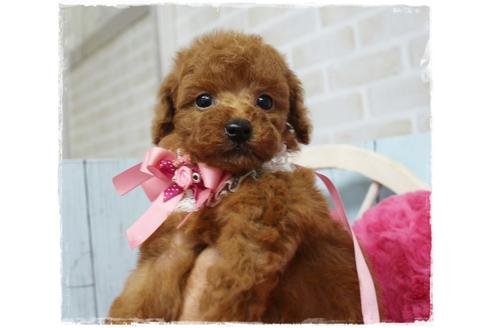 成約済の岡山県のタイニープードル-108299の1枚目