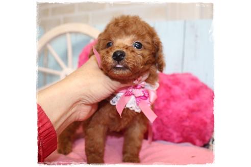 成約済の岡山県のタイニープードル-108299の4枚目