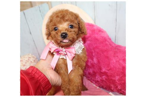 成約済の岡山県のタイニープードル-108299の3枚目