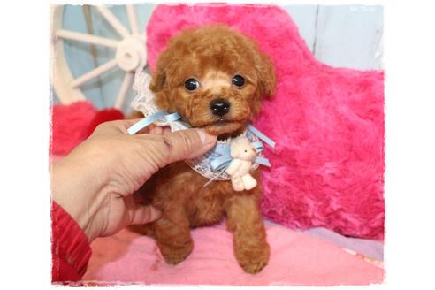 成約済の岡山県のタイニープードル-108212