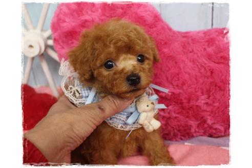 成約済の岡山県のタイニープードル-108212の4枚目