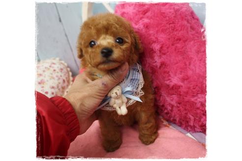 成約済の岡山県のタイニープードル-108212の3枚目