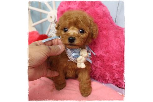 成約済の岡山県のタイニープードル-108212の2枚目