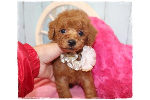成約済の岡山県のタイニープードル-108298