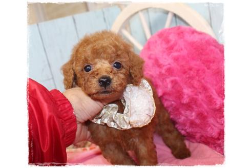 成約済の岡山県のタイニープードル-108298の4枚目