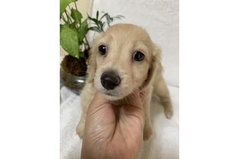 成約済の大分県のカニンヘンダックスフンド(ロングヘアード)-109885