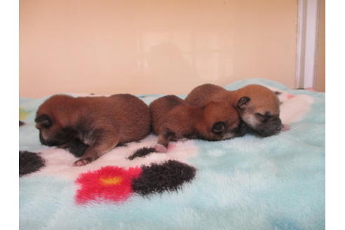 成約済の岡山県の柴犬-109899の11枚目