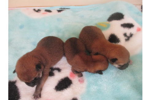 成約済の岡山県の柴犬-109899の10枚目