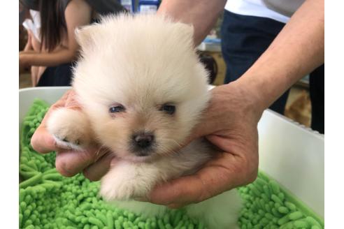 成約済の愛知県のポメラニアン-107064の4枚目