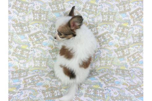 成約済の千葉県のパピヨン-108249の2枚目