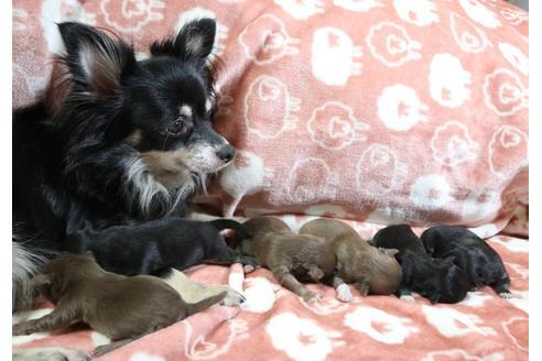 成約済の北海道のミックス犬-109917の6枚目