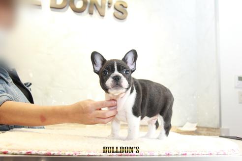 成約済の東京都のフレンチブルドッグ-109951の1枚目