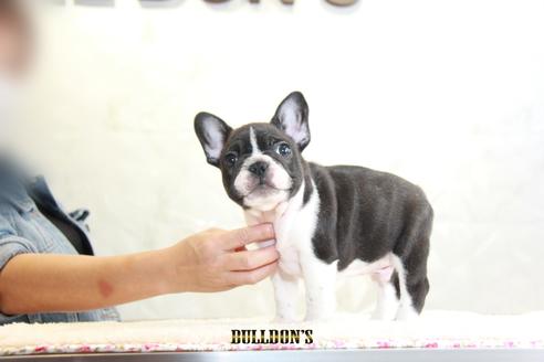 成約済の東京都のフレンチブルドッグ-109951の7枚目