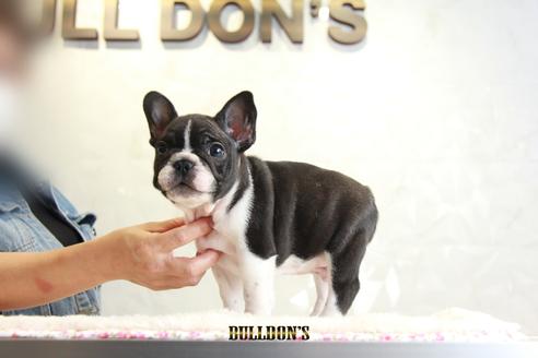 成約済の東京都のフレンチブルドッグ-109951の6枚目