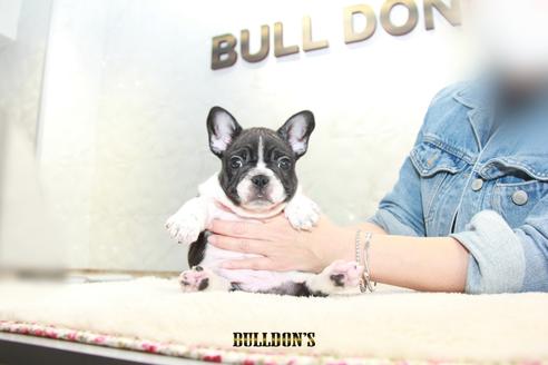 成約済の東京都のフレンチブルドッグ-109951の5枚目